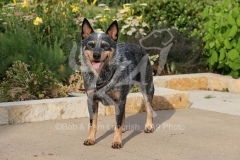 Australian Heeler