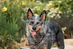Australian Heeler