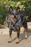 Australian Heeler