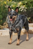 Australian Heeler