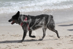 Australian Heeler