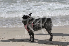 Australian Heeler