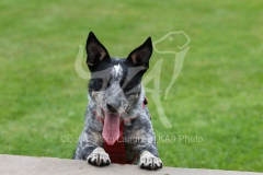 Australian Heeler
