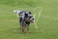 Australian Heeler