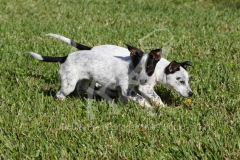 Australian Heeler