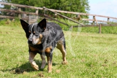 Australian Heeler