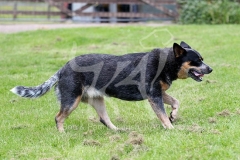Australian Heeler