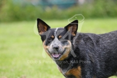 Australian Heeler