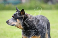 Australian Heeler