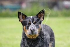 Australian Heeler