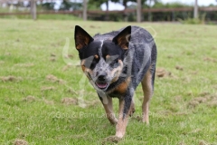Australian Heeler