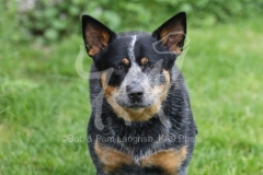 Australian Heeler