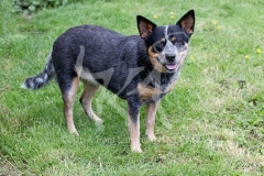 Australian Heeler