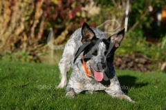Australian Heeler