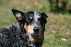 Australian Heeler