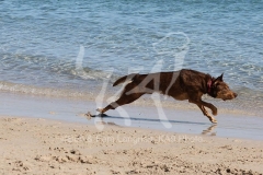 Australian Kelpie
