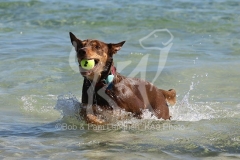 Australian Kelpie