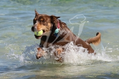 Australian Kelpie