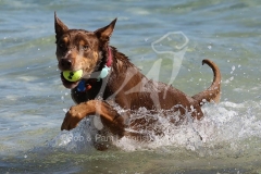 Australian Kelpie