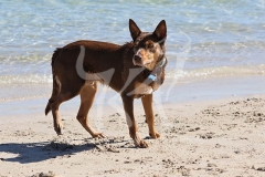 Australian Kelpie