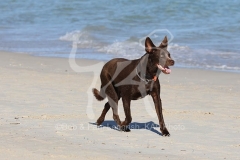 Australian Kelpie