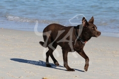 Australian Kelpie