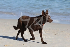 Australian Kelpie