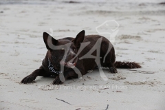Australian Kelpie