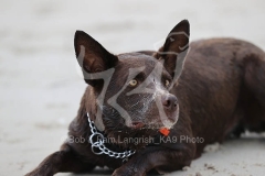 Australian Kelpie
