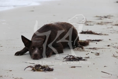 Australian Kelpie