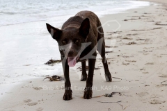 Australian Kelpie
