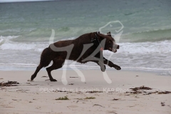 Australian Kelpie