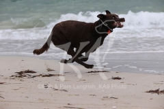 Australian Kelpie