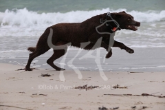 Australian Kelpie