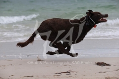 Australian Kelpie