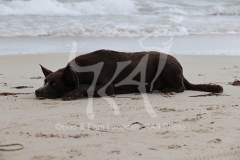 Australian Kelpie