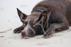 Australian Kelpie