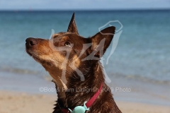 Australian Kelpie
