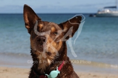 Australian Kelpie
