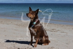 Australian Kelpie