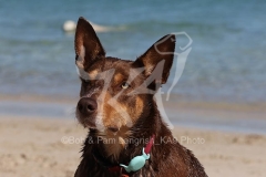 Australian Kelpie