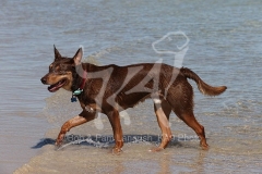 Australian Kelpie