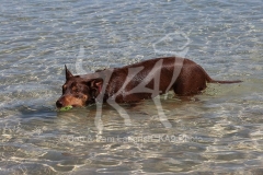 Australian Kelpie