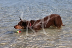 Australian Kelpie