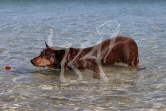 Australian Kelpie