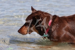 Australian Kelpie