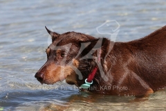 Australian Kelpie