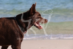 Australian Kelpie