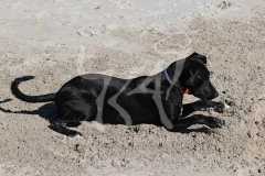 Australian Kelpie