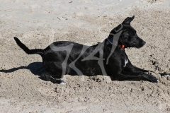 Australian Kelpie